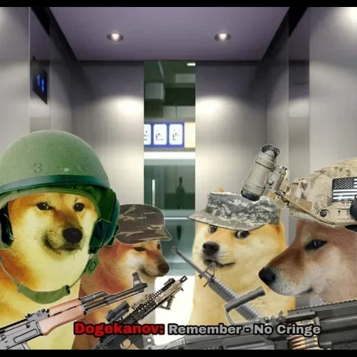 doge, chiens, doge meme, mème tarrant, doge vietnam