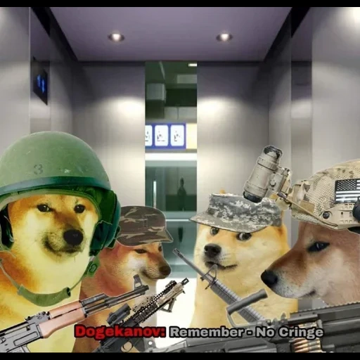 doge, dog, doge meme, tarrant memes, doge vietnam