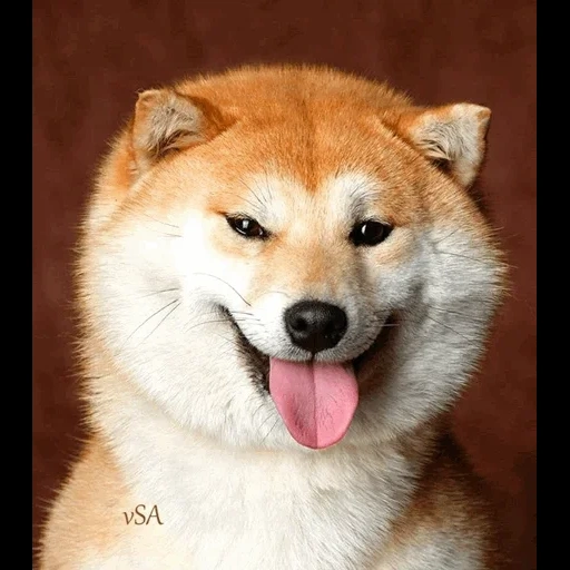 akita inu, shiba inu, akita, chien de chai à feuilles de chai, chiba akita