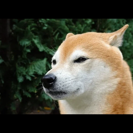 shiba, chaidou, shiba inu, chien siba, chaidou