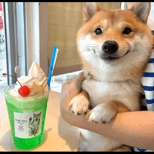 cani da legna, shiba inu, chai dog 2020, cani da legna, un cane sorridente