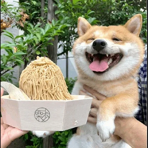 cani da legna, cani da legna, shiba inu, un cane sorridente, cane sorridente di razza seba