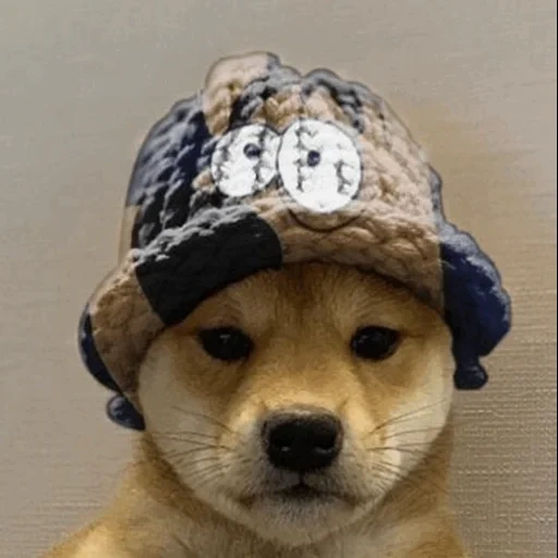 escondido, perro, shiba inu, perro con sombrero, dogwifhatgang