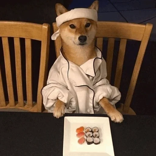 shiba inu, shiba es sushi, dasha romanava, cachorro de siba, perro chihuahua