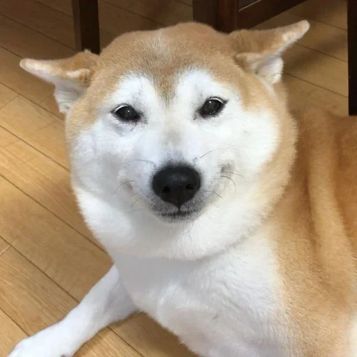 chien akita, chiot akita, chien akita, chaidou, chiot akita