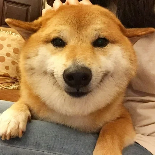 shiba, shiba inu, песик фиаско, сиба ину собака, щекастая акита ину