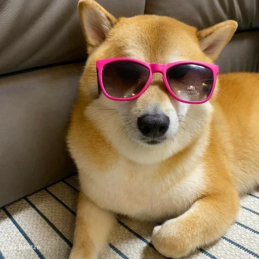 gafas para perros, wow tan doge, el punto del perro, perro de gafas rosadas