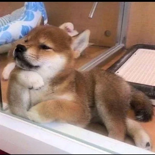 chaidou, chaidou, shiba inu, chaidou, chiba akita