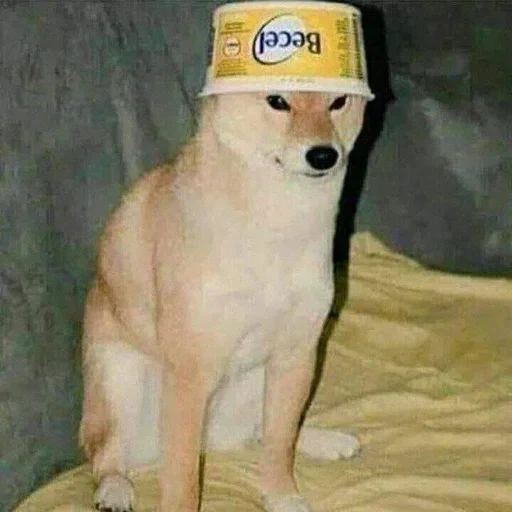 dorje, cane, meme del cane, meme del cane bianco, cane meme spagnolo