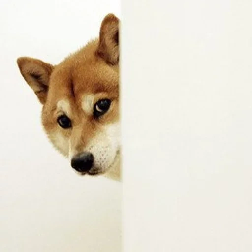 shiba inu, siba inu, shiba inu, siba is a dog, shiba's dog