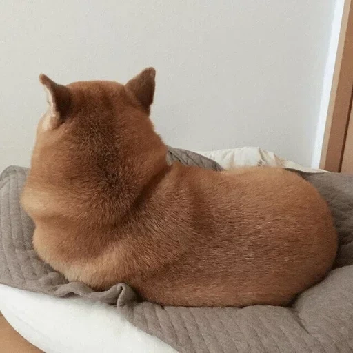 gato, gato, el gato esta rojo, gato casero, animales caseros