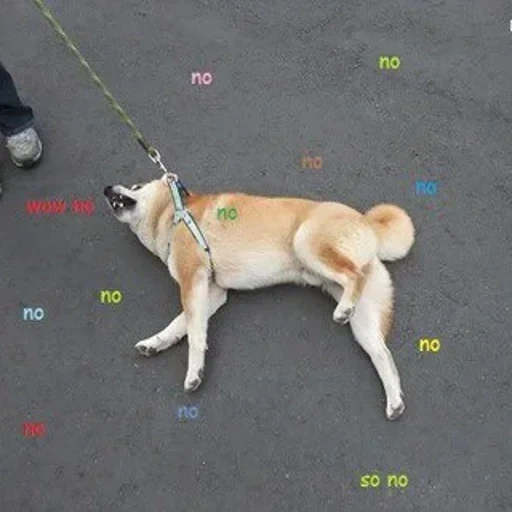 dog, akita dog, laika dog, dog dog, lazy dog