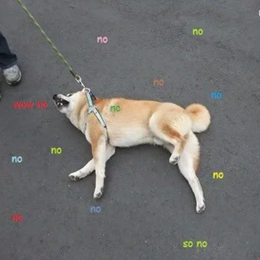 perro, perro akita, perro laika, perro perro, perro perezoso