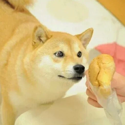 doge, cani da legna, shiba inu, kabosu doge, cane da legna