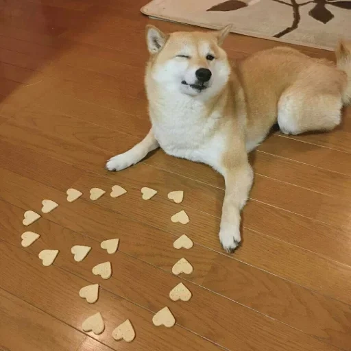 shiba inu, shiba inu, perro akita, el perro de shiba, siba inu akita inu