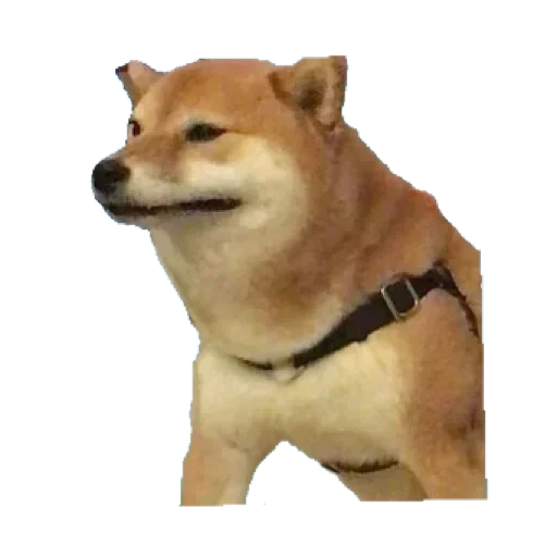 siba inu, siba dog, siba inu doge, the dog of siba inu