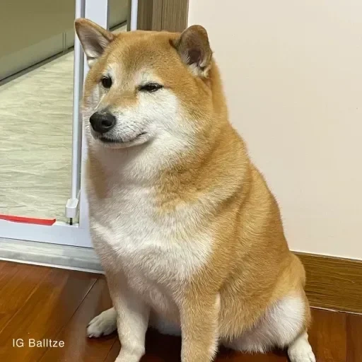 anjing akita, akita, anjing seba, anjing seba, anjing seba