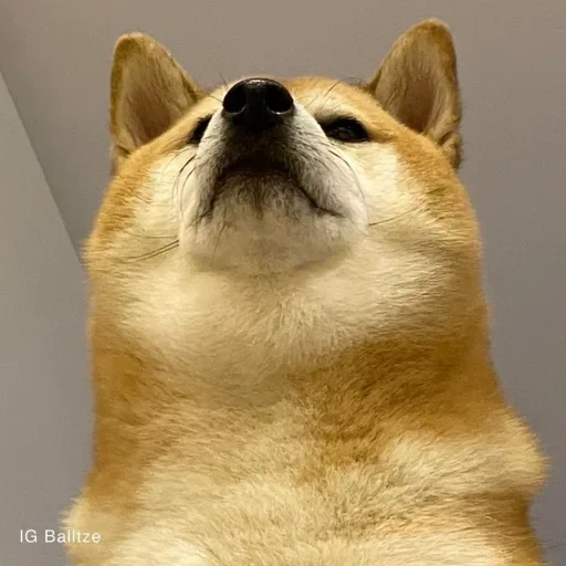 doge, mème de chien, shiba inu, chien, affiche de chien