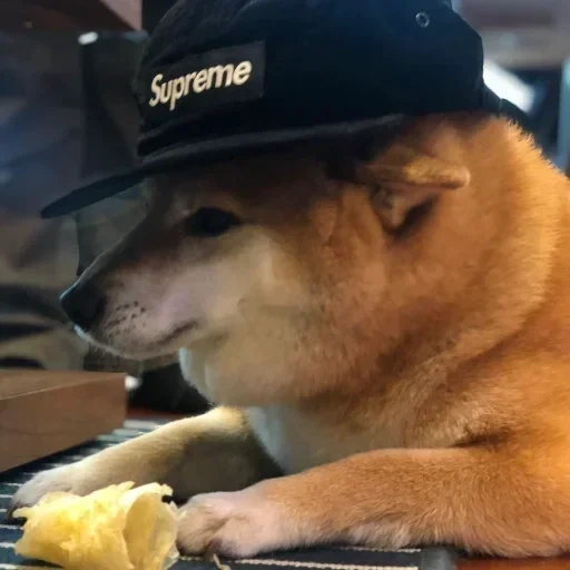 doge, cão, cão de madeira, fãs bunker por causa de cães, cão amarelo engraçado