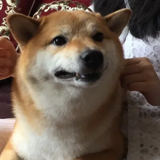 shiba inu, perro akita, akita siba inu, shiba es un perro, siba es un perro