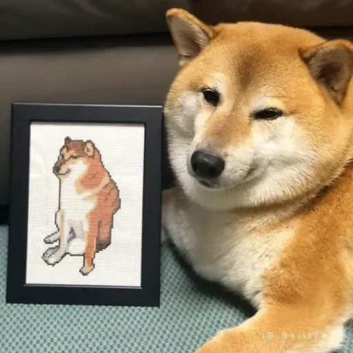 shiba inu, siba inu, shiba inu, the breed of siba is, teleports behind you nothing personal kid