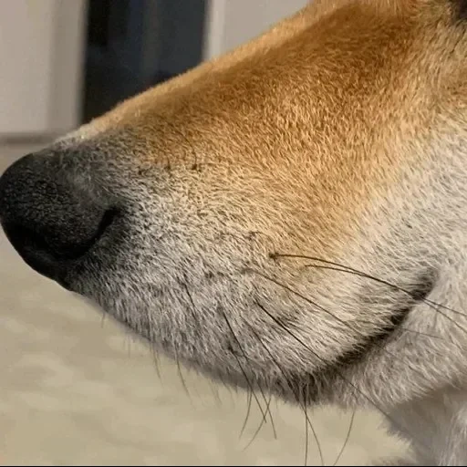 cane, cane, faccia di cane, profilo del naso del cane, macro del naso del cane