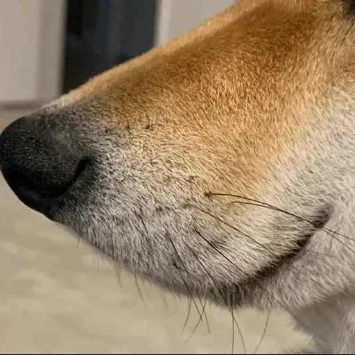 der hund, der hund, the dog's face, das profil der nase des hundes, nasenmakro für hunde