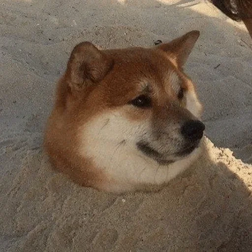 shiba inu, siba inu, siba inu hachiko, the dog of siba inu, siba inu akita inu