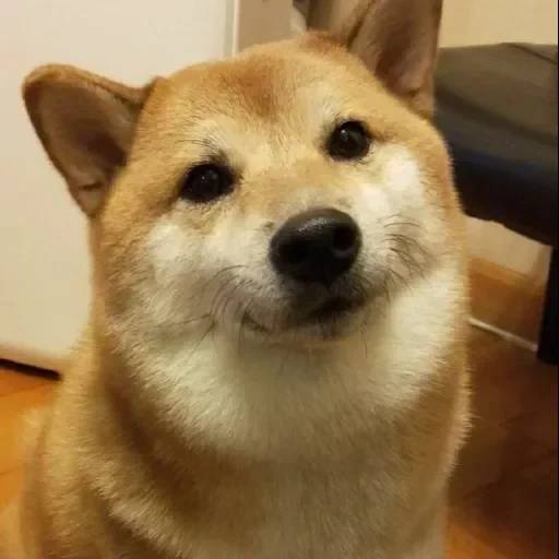 shiba inu, animales, perro akita, el perro es checástico, el perro de siba inu