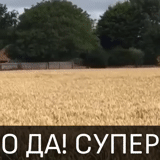 triticale, grano, naturalmente, campo de trigo, campo de trigo