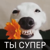 dog, dog smile, smiling dog, the dog smiles at a flower