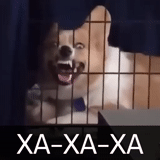 cane, cane sorridente, cane ride nella gabbia, cane ride nella gabbia