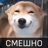 shiba inu, dog smile, smiling dog, smiling dog tiktok is suspicious