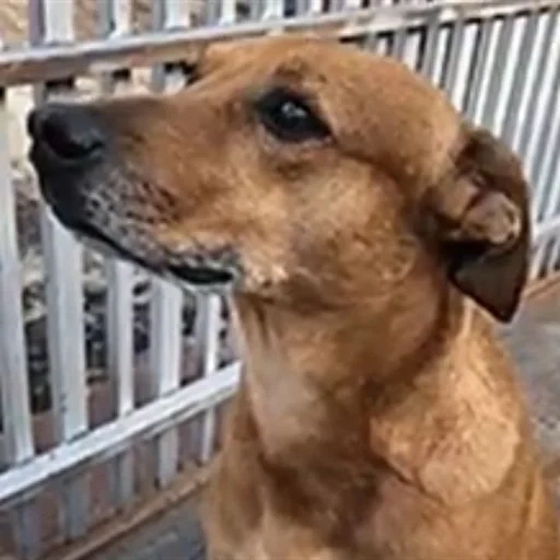 cane, i cuccioli, gli animali, cane con la barba, animali per cani