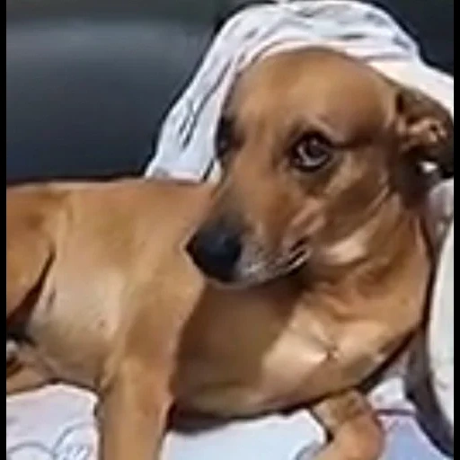 sosis bologna, anjing, anak anjing, dachshund, anjing dan hewan