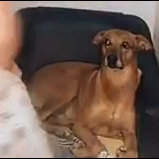 cão, garra, dachshund, cachorro, cachorro