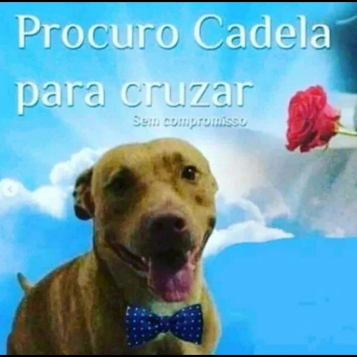 cão, cães são fofos, cão grande, cachorro feliz, cachorro feliz