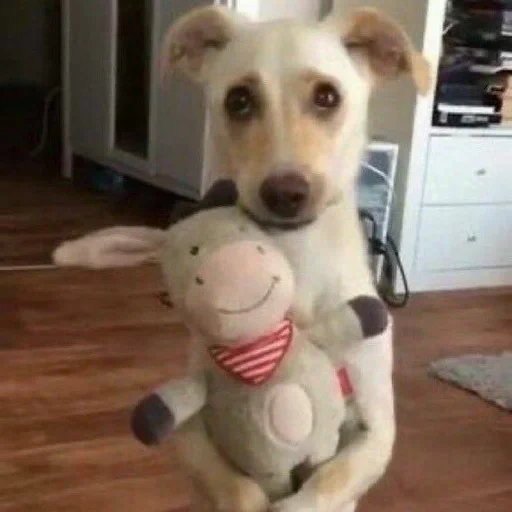 der hund, hunde tiere, fröhliche tiere, jack russell welpen, hund umarmen spielzeug