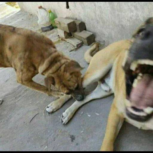 chiens, chien, chien kangar, les chiens mangent du poulet, pitbull vs kangal dog fights