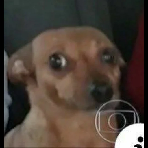 cachorro, cachorro, cão animal, cão chihuahua, salsicha mista