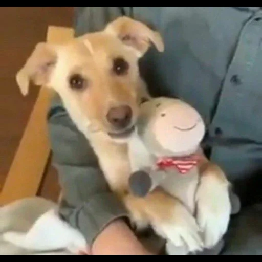cão, cachorro, animal, cachorro, brinquedo de abraço de cachorro