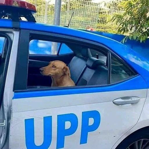 nypd k9, police dog, police dog, police dog, the police detained a donkey