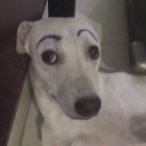 dog, animals are cute, a dog with eyebrows, eyebrow dog, white dog with black eyebrows