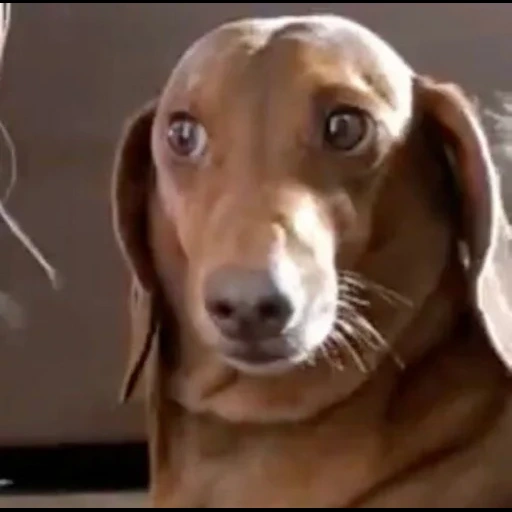 salsicha, modelo de dachshund, dachshund, o cão terminou de comer, cão de salsicha de coelho