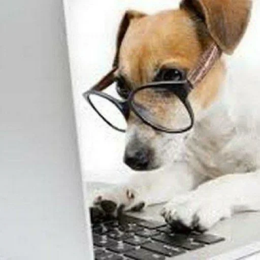 dog, собака, умные собаки, умная собака компьютере