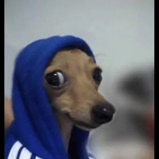 person, adidasse dog, dog animal, animal dog, dog hood meme