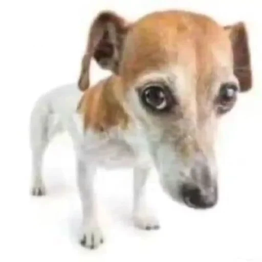 dog shard, russell terrier, jack russell terrier, cachorro russell terrier, cachorro de jack russell terrier