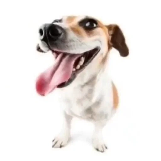 jack russell, russell terrier, jack russell terrier, jack russell dog, perro jack russell terrier