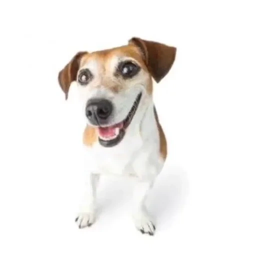 jack russell, russell terrier, jack russell der welpe, jack russell dog, jack russell terrier