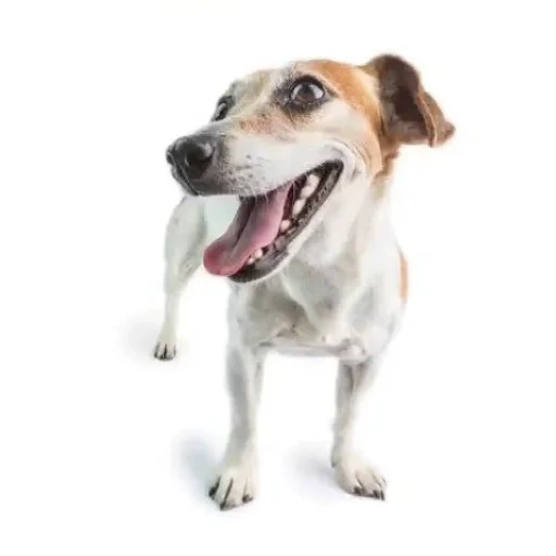 jack russell, o cachorro é um fundo branco, puppy jack russell, cachorro jack russell, cachorro jack russell terrier